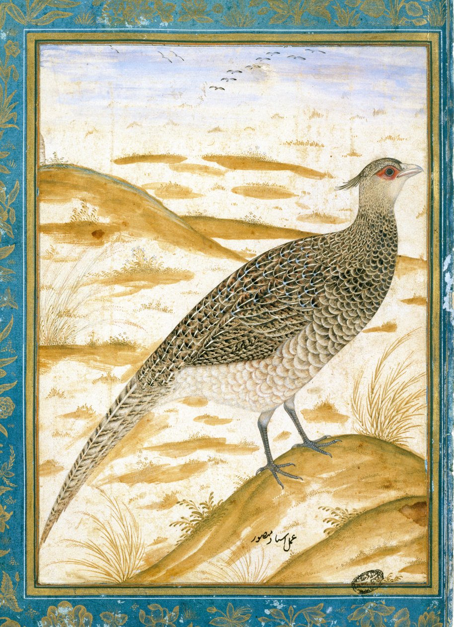 Himalájai vidám fácán homokos táj ellen, 1620 körül alkotó: Mughal School