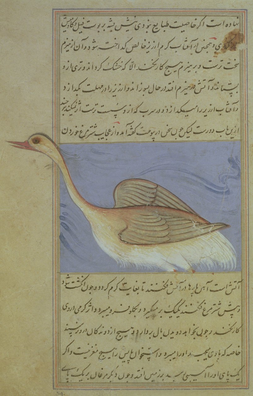 Egy hattyú, Nuzhat-Namah IAlai, 1599 (1007 Hijra) alkotó: Mughal School