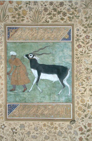 Indián fekete szarvas, amelyet az őrzője vezet, 1616 körül (fedetlen akvarell és arany, papír) alkotó: Mughal School