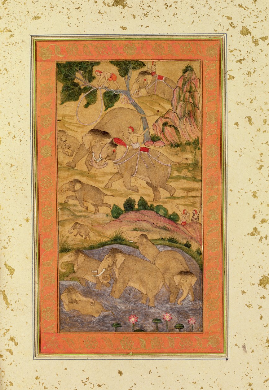 Hunters Capturing Elephants, a Large Clive Albumból, 1760-65 körül (színezett rajz papíron) alkotó: Mughal School