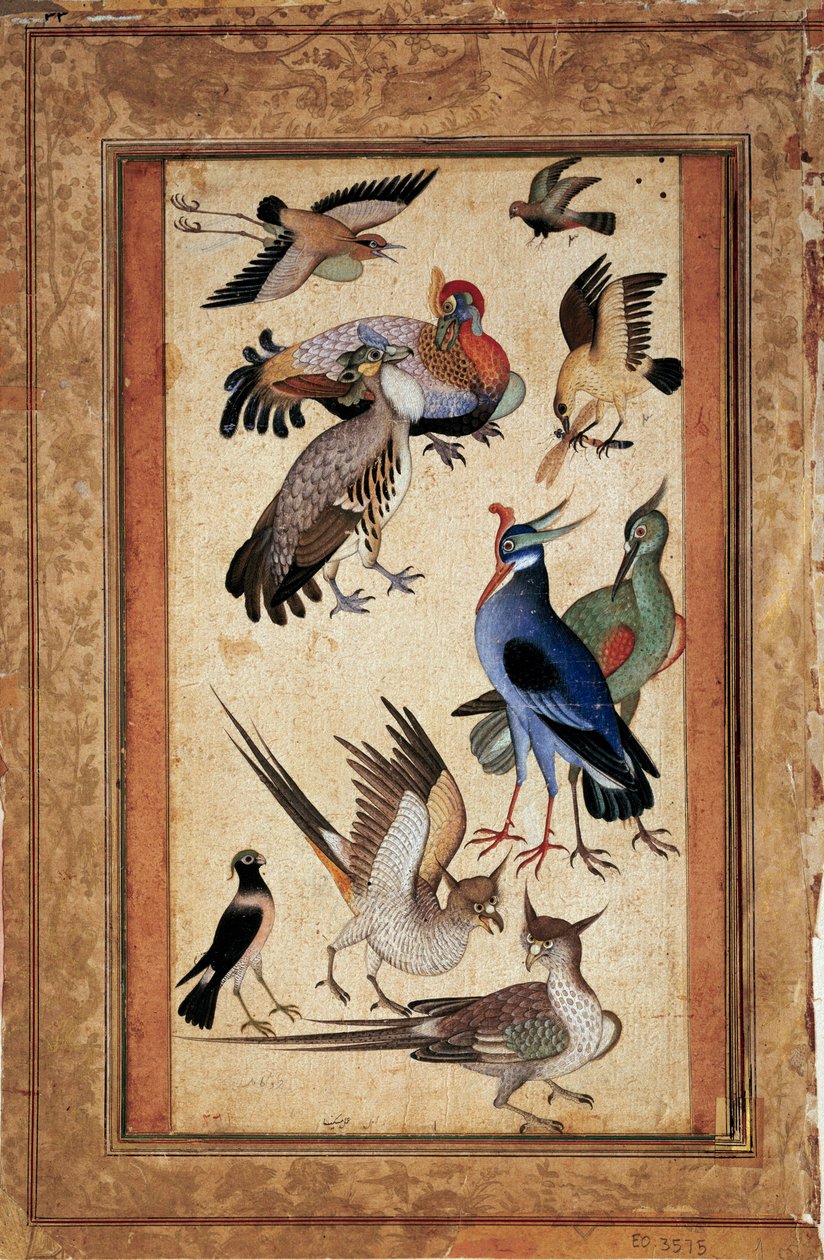 Tíz madár. Miniatűr festmény az iskolai mogólya gouache-ján alkotó: Mughal School