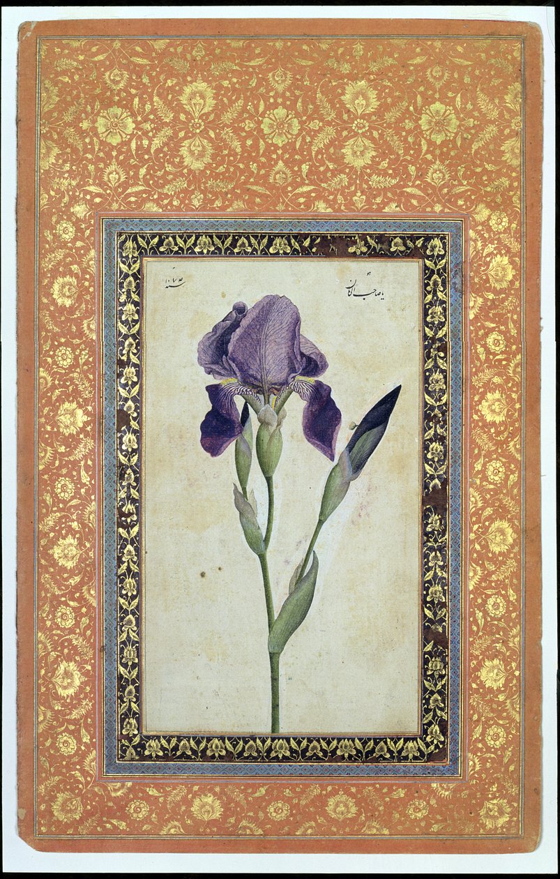 Blue Iris, 1663-64 (átlátszatlan wc és tinta papíron) alkotó: Muhammad Zaman