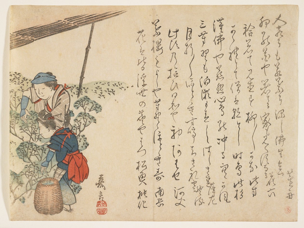 Tea Pickers, 1830-44 körül (színes fatömbnyomat) alkotó: Murata Kagen