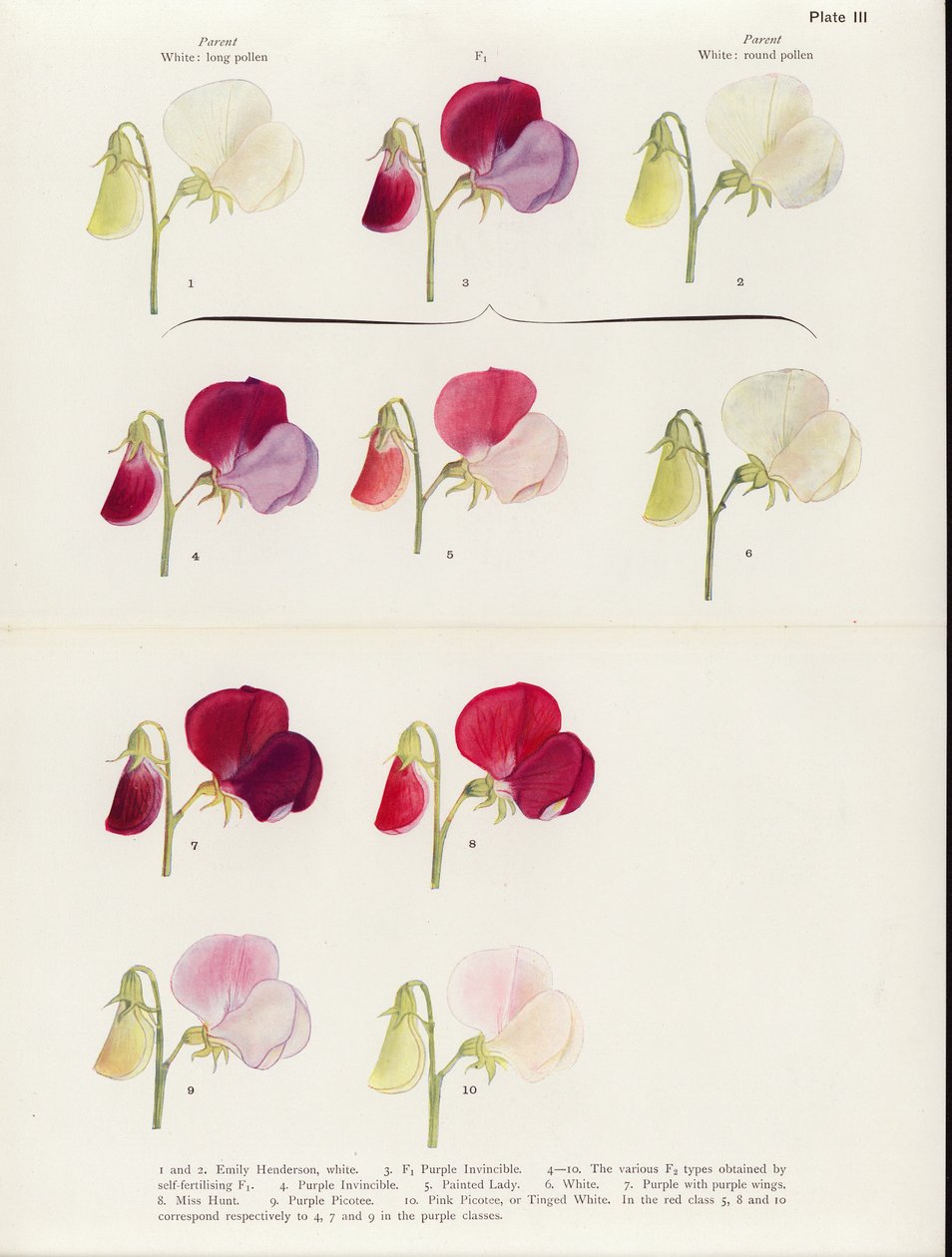  alkotó: Muriel Wheldale (after) Onslow
