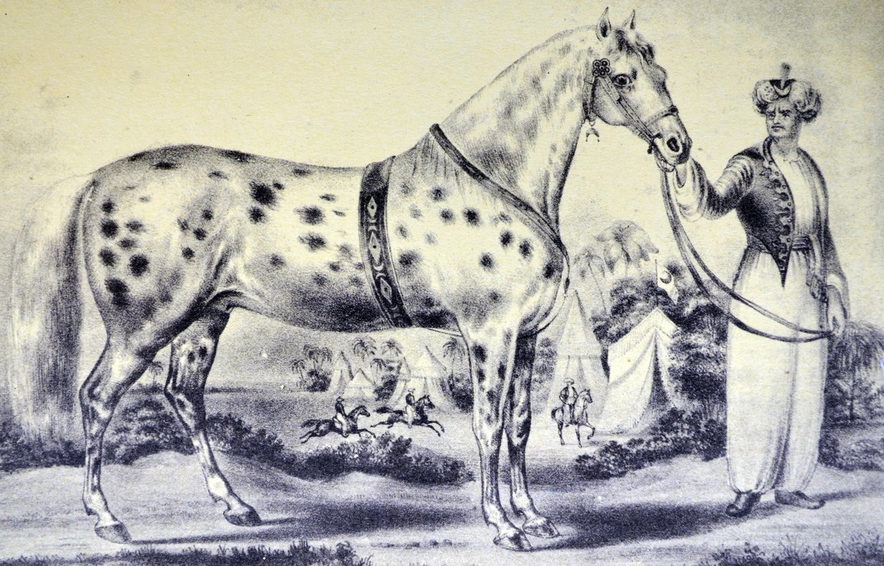 Currier & Ives illusztráció 19. század. H. Rockwells Horse Alexander helyes hasonlatossága, Bowery Amphitheatre, New York, 1840. március 17. alkotó: N. and Ives, J.M. Currier