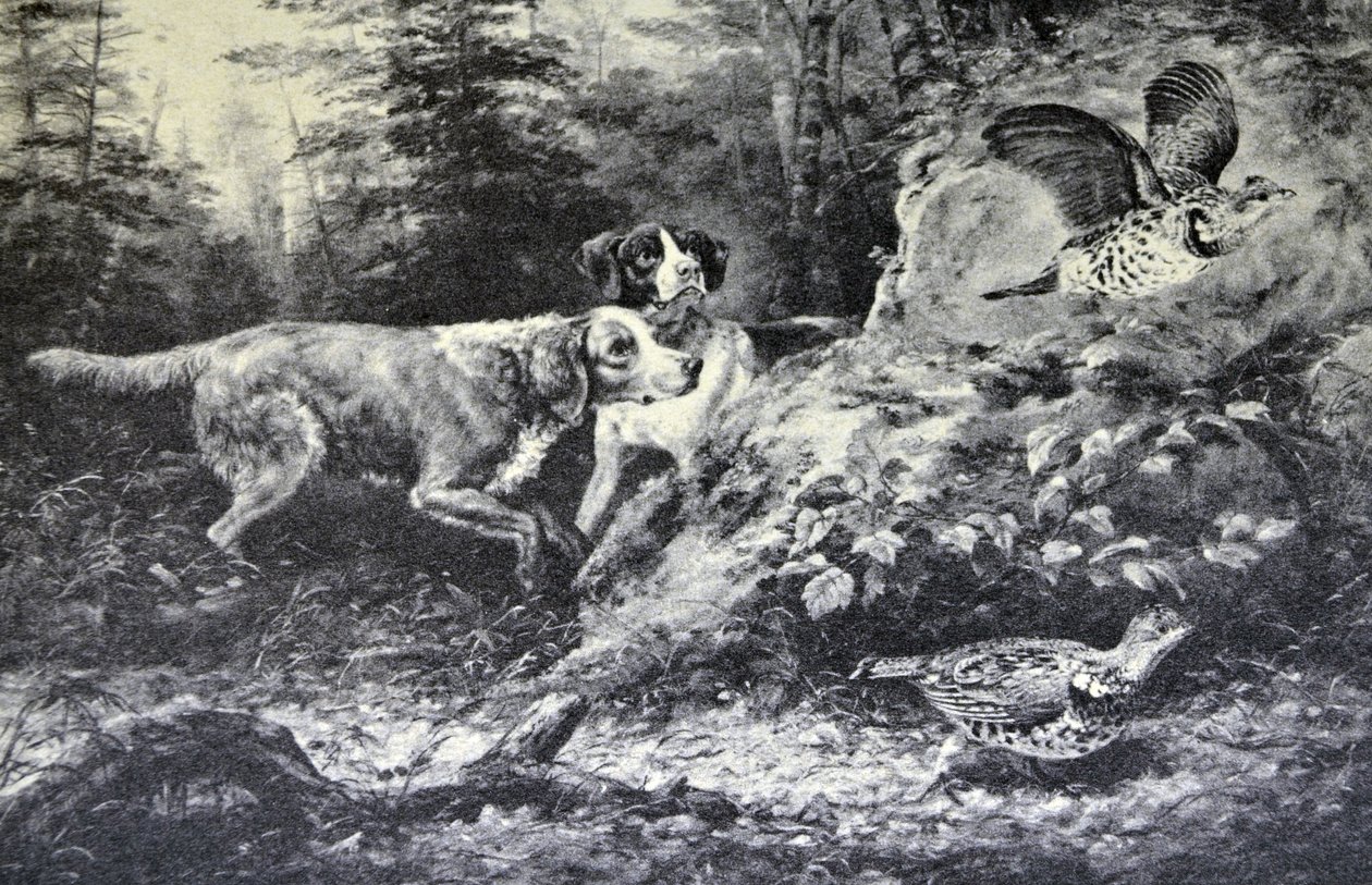 Currier & Ives illusztráció 19. század. Amerikai terepsportok. Flushd (Arthur Fitzwilliam Tait, N.A. eredeti olajfestménye, amelyről a nyomat készült. alkotó: N. and Ives, J.M. Currier