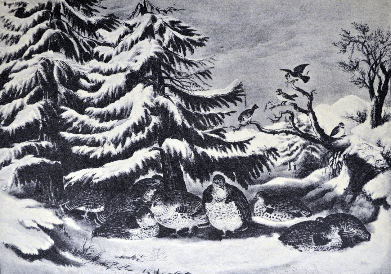 Currier & Ives illusztráció 19. század. Behavazott, fodros nyírfajd télen alkotó: N. and Ives, J.M. Currier