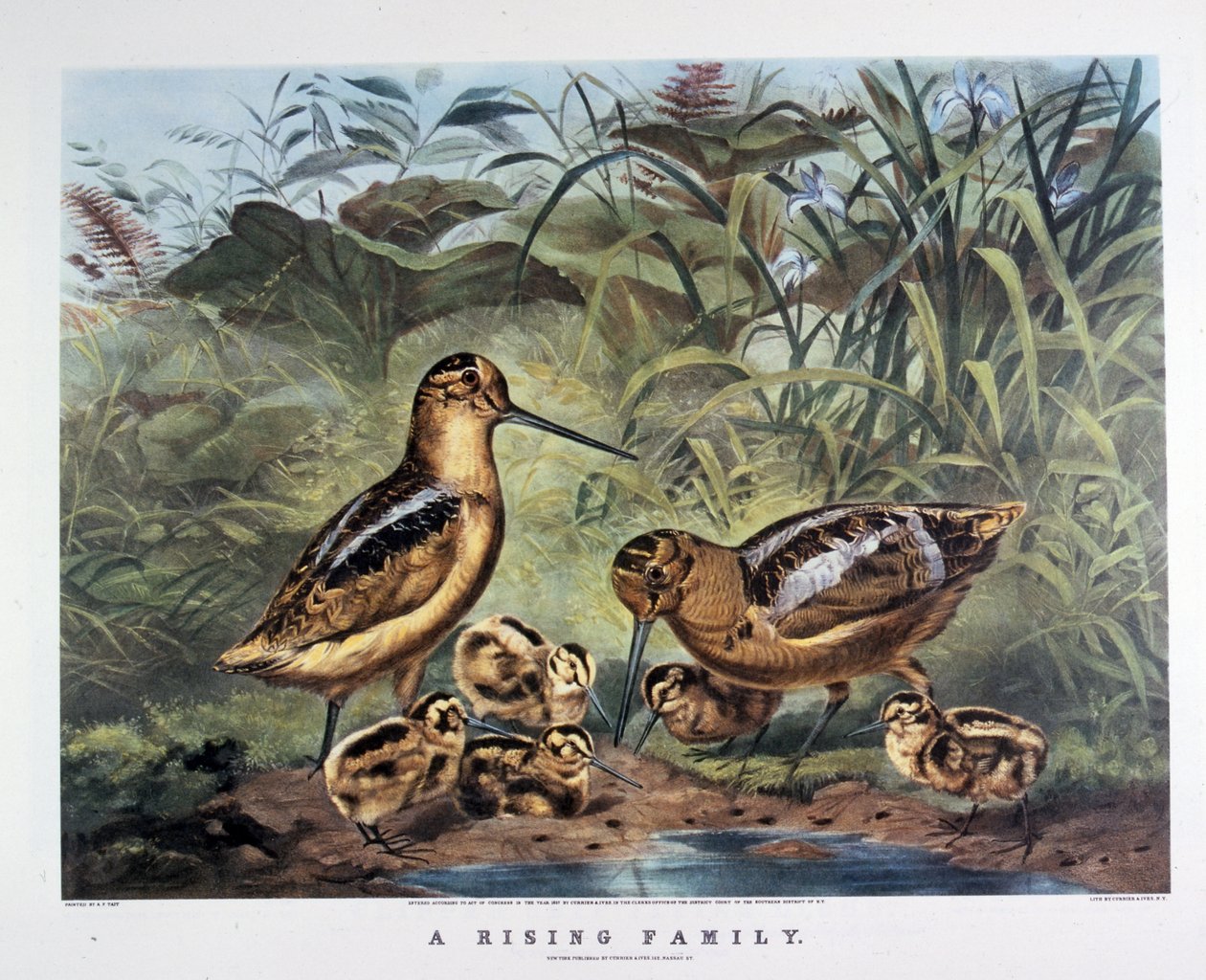Egy család felemelkedése. Arthur Tait . 1857 (litográfia) alkotó: N. and Ives J.M. (1824 95) Currier