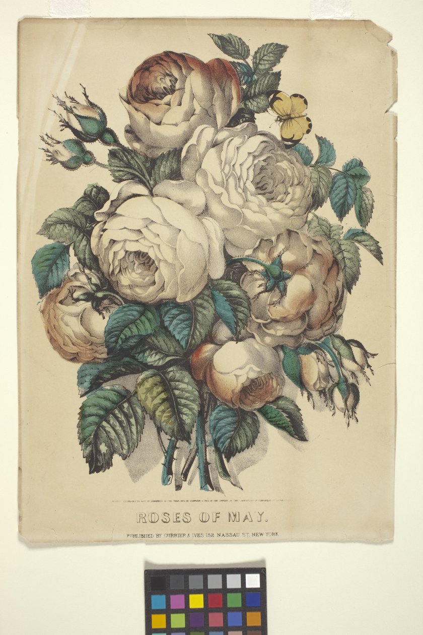 Május rózsái (kézzel színezett litográfia) alkotó: N. and Ives J.M. (1824 95) Currier