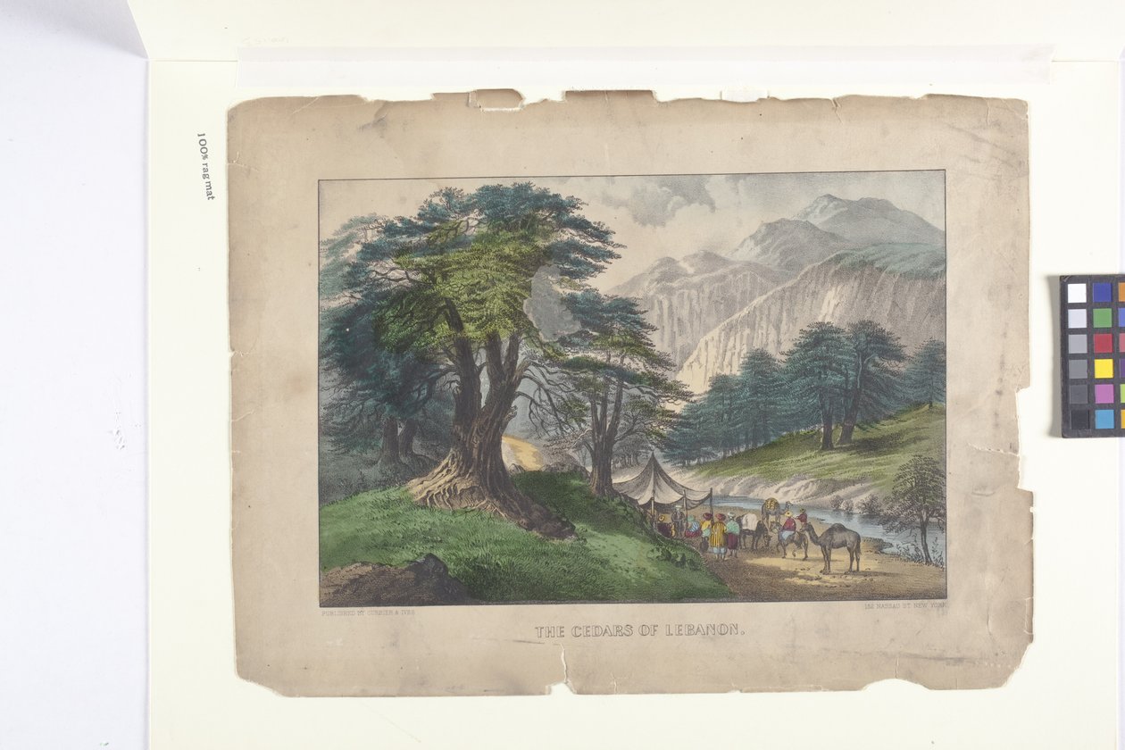 A libanoni cédrusok (kézzel színezett litográfia) alkotó: N. and Ives J.M. (1824 95) Currier