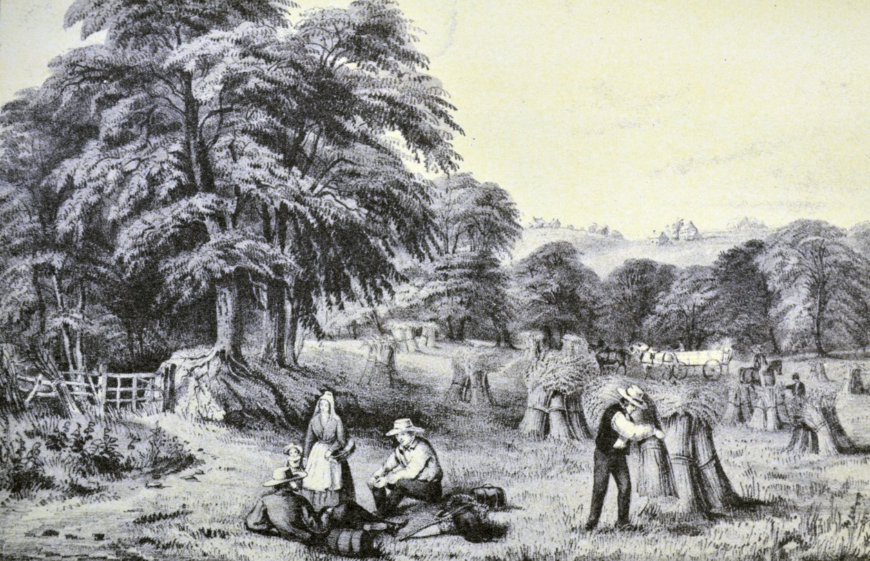 Currier & Ives illusztráció 19. század. Aratás alkotó: N. and Ives, J.M. Currier
