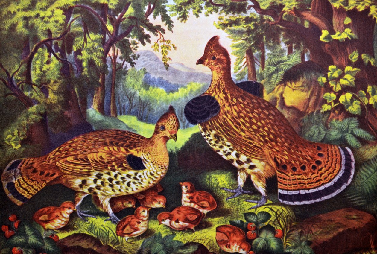 The Happy Family, Ruffed Grouse and Young alkotó: N. and Ives, J.M. Currier
