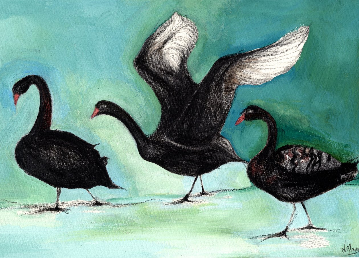 Fekete hattyúk balettje, 2013 (szén és gouache a kártyán) alkotó: Nancy Moniz Charalambous