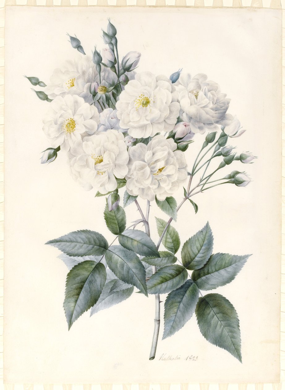 Noisette Rose, 1823 (wc és testszín, némi gumiarábiával, grafit körvonalakkal az előkészített héjon) alkotó: Nathalie d
