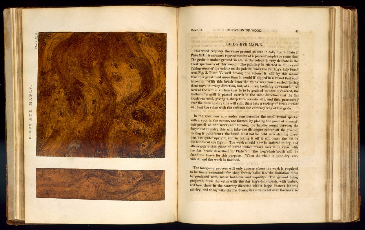 Birds Eye Maple, XIII. tábla a Fautánzatból, 1827 alkotó: Nathaniel Whittock