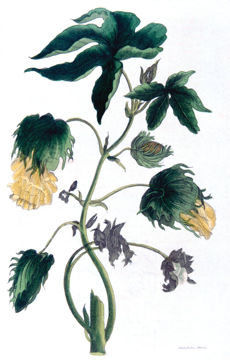 Gossypium – gyapotnövény, 1823 alkotó: Neale and Son