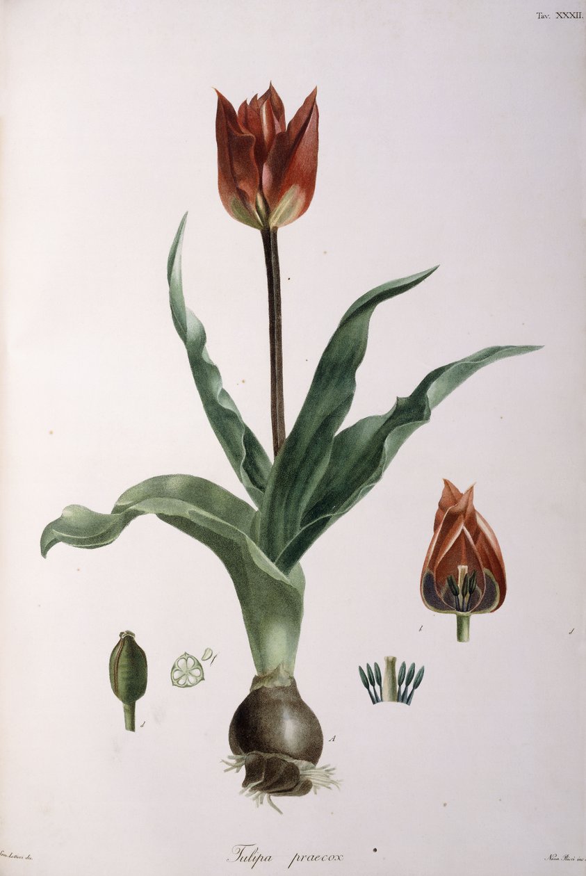 Tulipa praecox, 1811-1829 alkotó: Neapolitan School