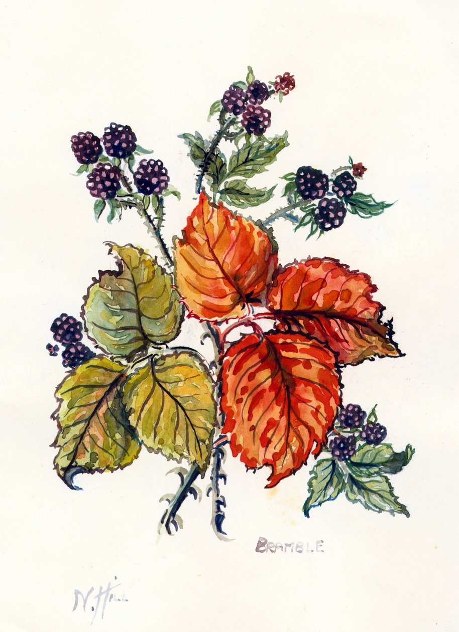 Bramble (wc papíron) alkotó: Nell Hill