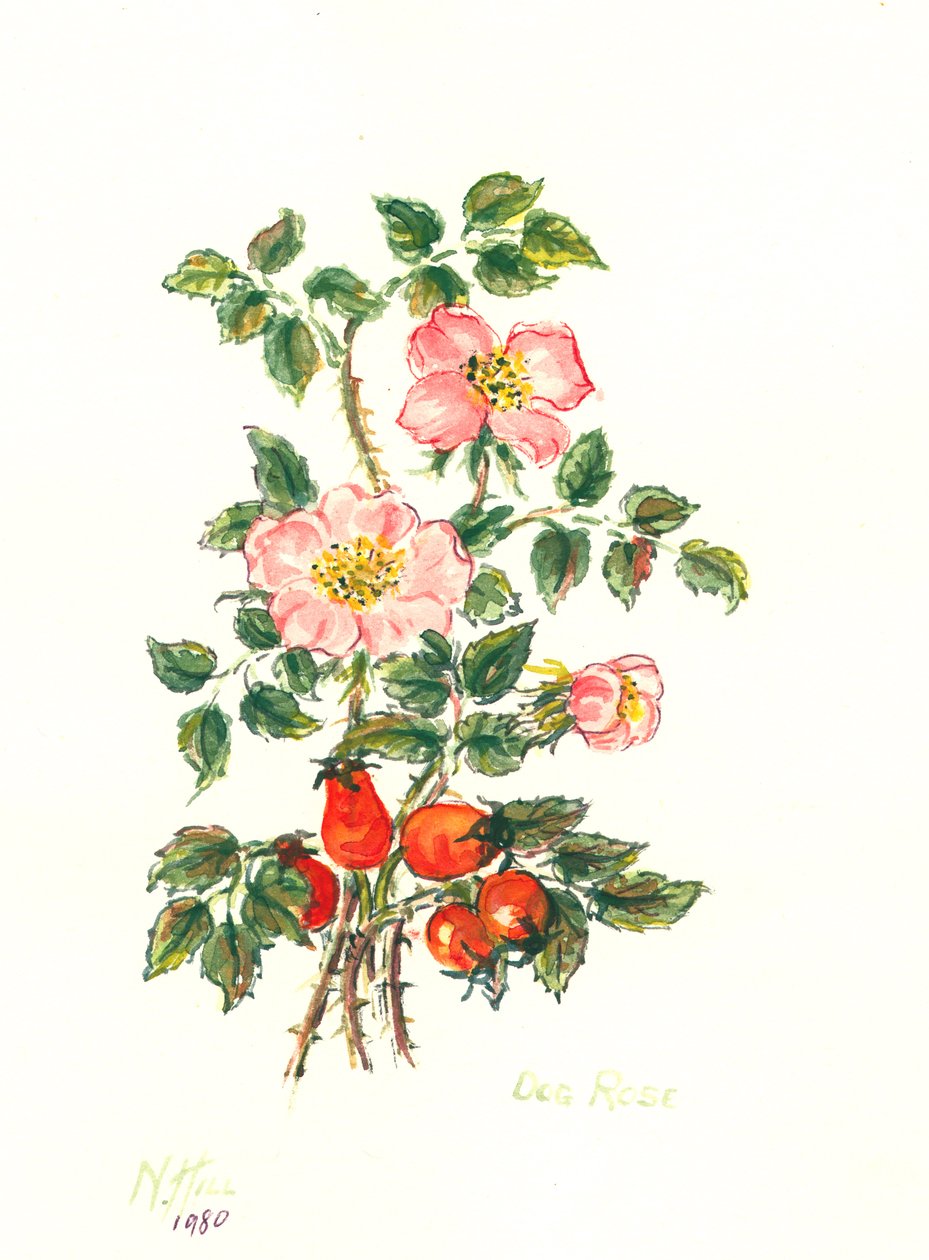 Dog Rose, 1980 (wc papíron) alkotó: Nell Hill