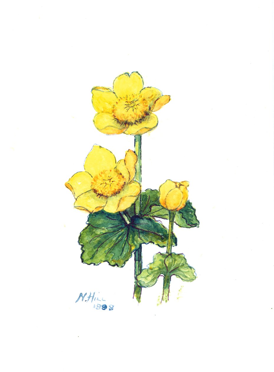 Marsh Marigold, 1998 (wc papíron) alkotó: Nell Hill