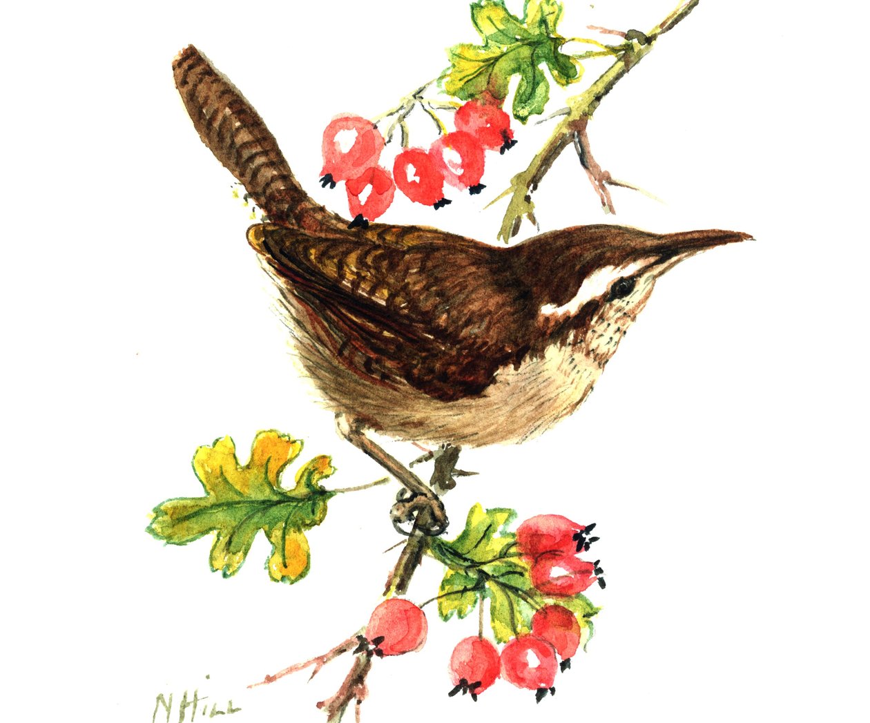 Wren és csipkebogyó (wc papíron) alkotó: Nell Hill