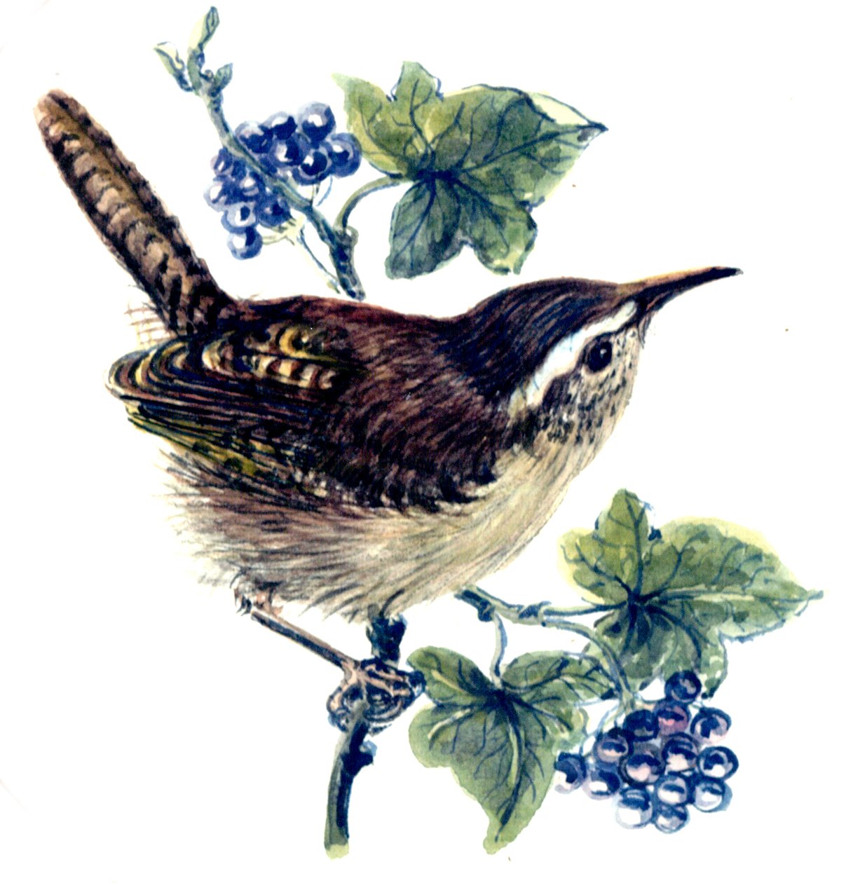 Wren a borostyánban (wc papíron) alkotó: Nell Hill