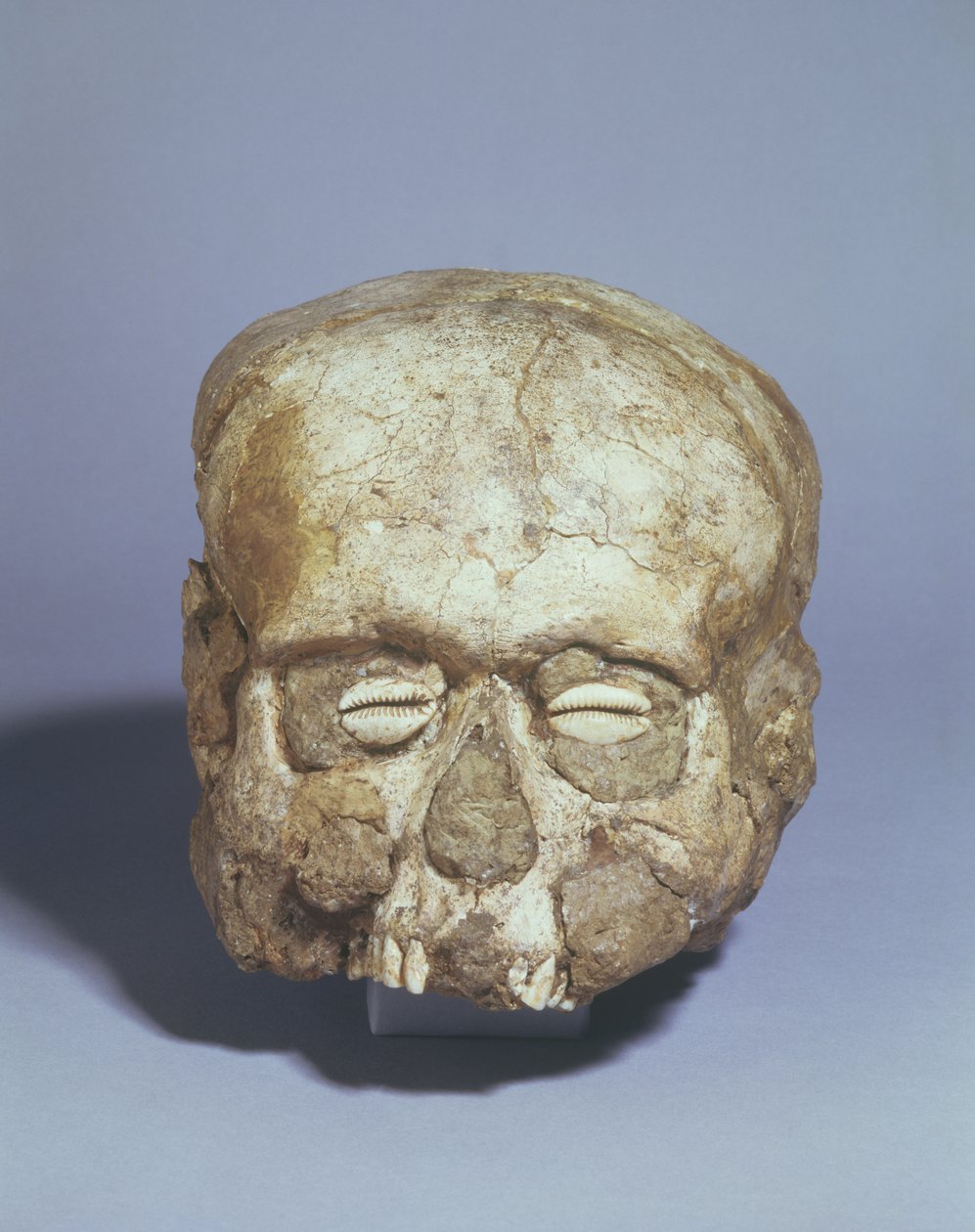 Portré koponya cowrie kagylószemekkel, Jerikó, Kr.e. 7. évezred (koponya, gipsz és kagyló) alkotó: Neolithic
