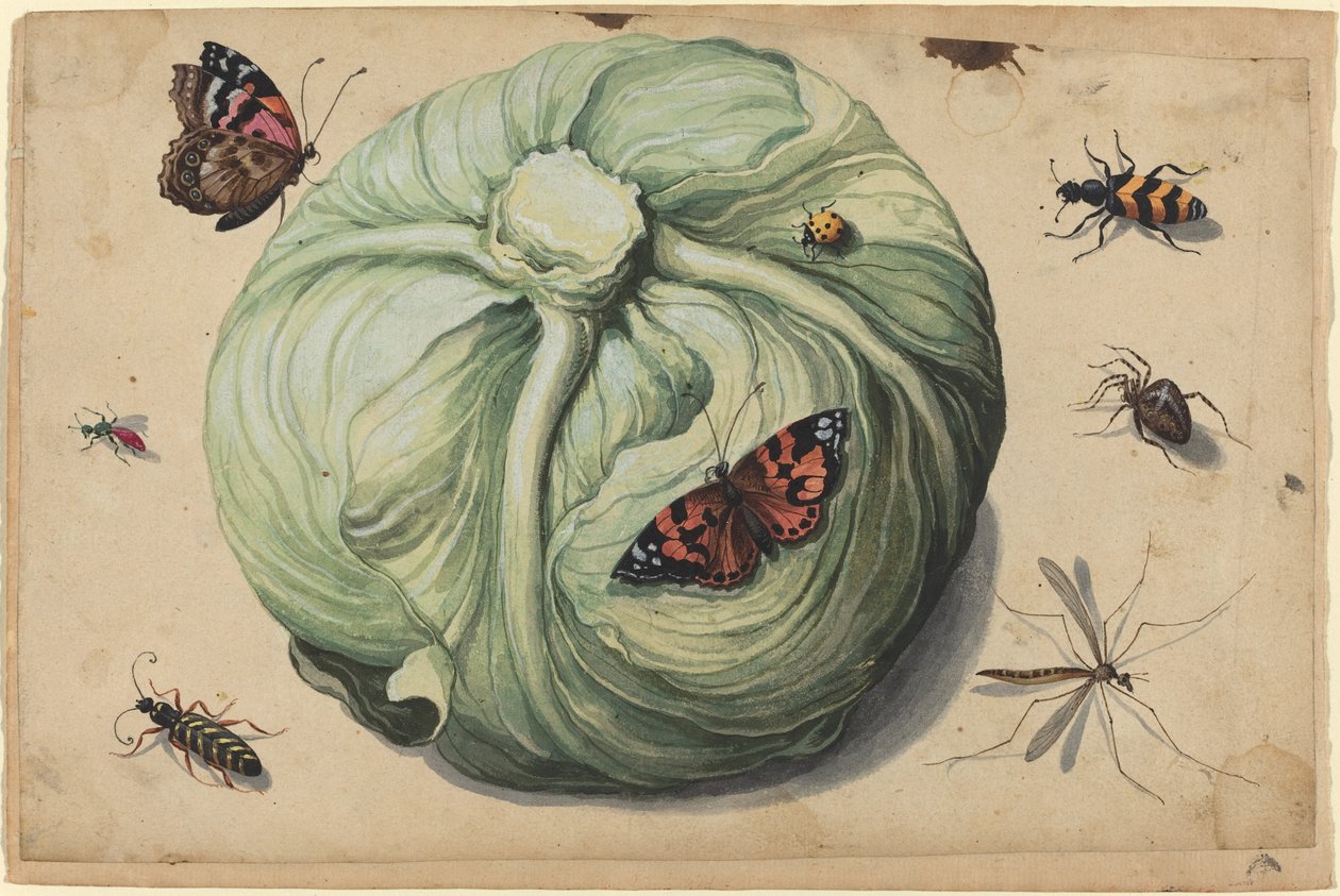 A káposzta rovarokkal vezetője alkotó: Netherlandish 17th Century