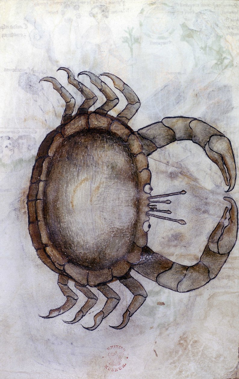 Sloane 3983 f.14v, rák, állatöv jel a rák számára alkotó: Netherlandish School