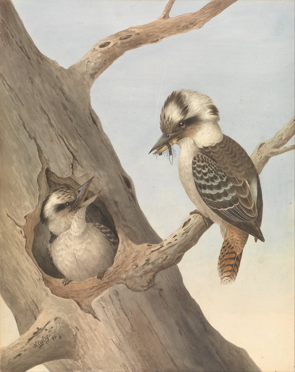 Nevető Kookaburra, Dacelo novaeguineae alkotó: Neville HP Cayley
