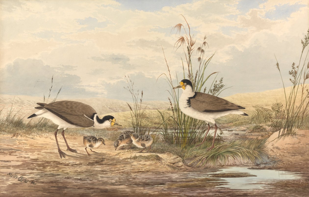 Álarcos Lapwing, Vanellus mérföld alkotó: Neville HP Cayley