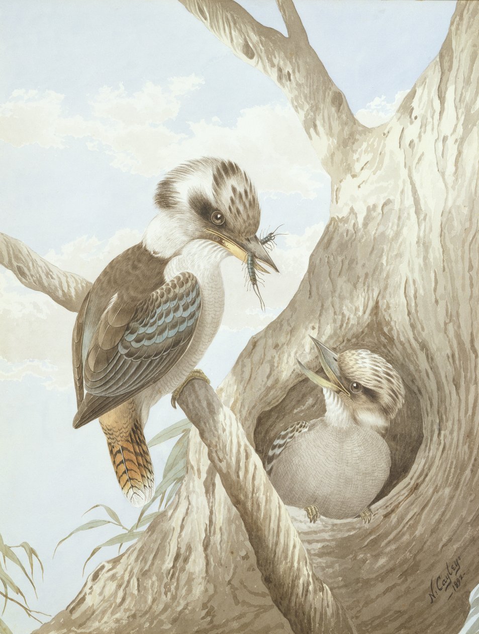A kookaburrák egy fészekben táplálkoznak, 1892 alkotó: Neville HP Cayley