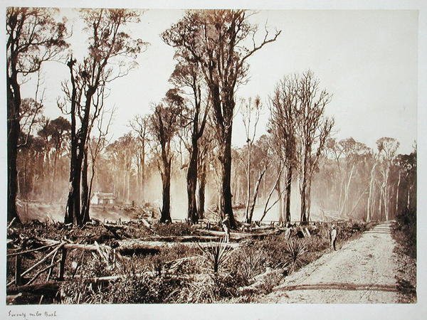 Seventy Mile Bush (szépia fotó) alkotó: New Zealander Photographer