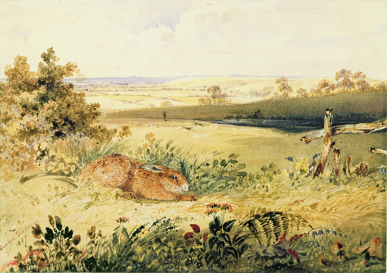 Nyúl a tájban, 1827 (wc testszínnel, gumiarábikummal és grafittal papíron) alkotó: Newton Fielding