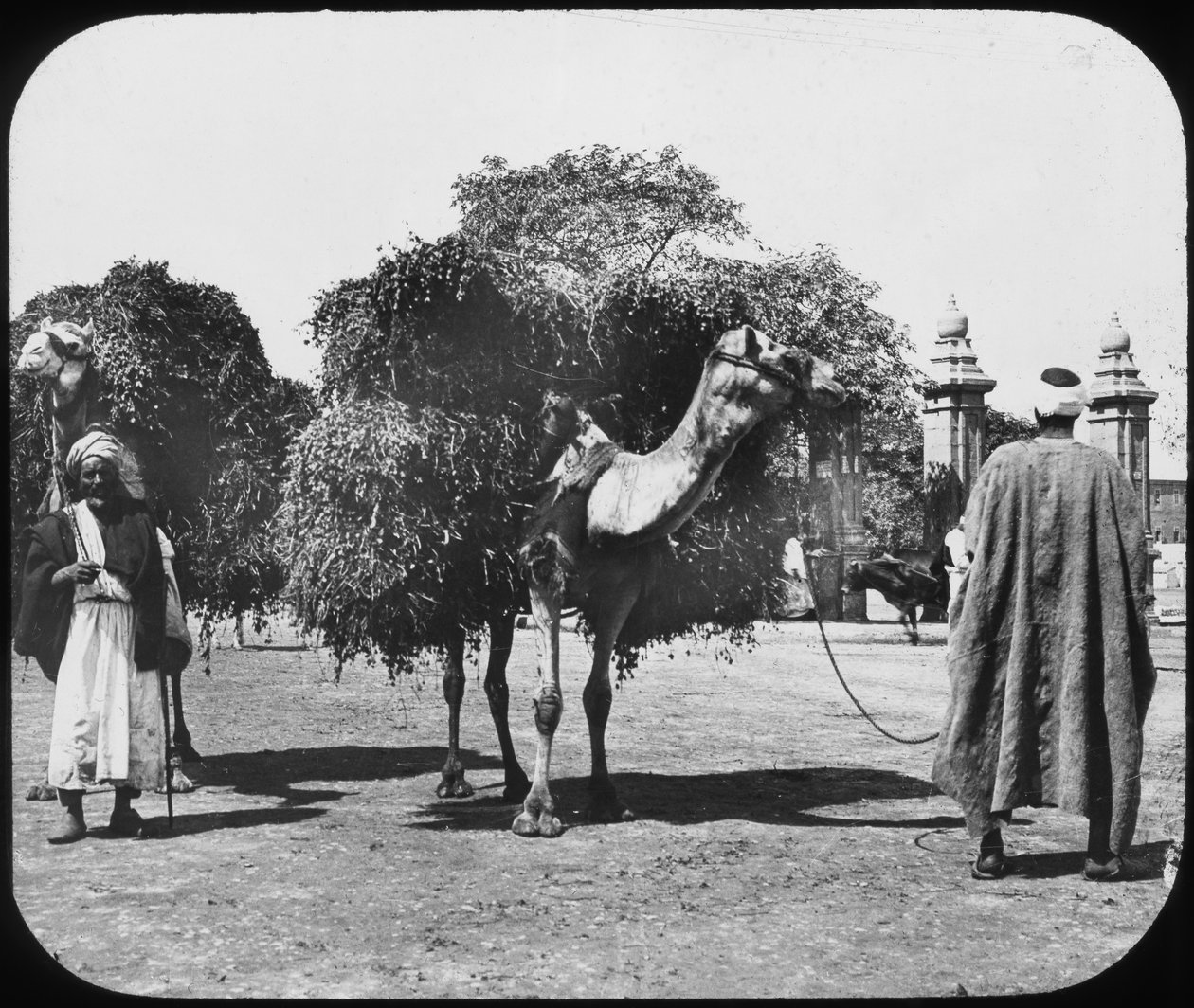 Takarmányt szállító tevék, Egyiptom, 1890. év. alkotó: Newton and Co