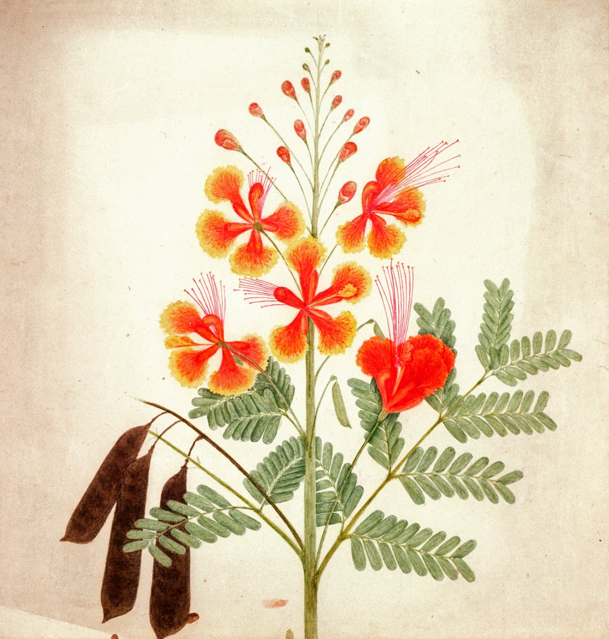 Virágtanulmány, 1840 körül (akvarell) alkotó: Nicholas Tomlinson