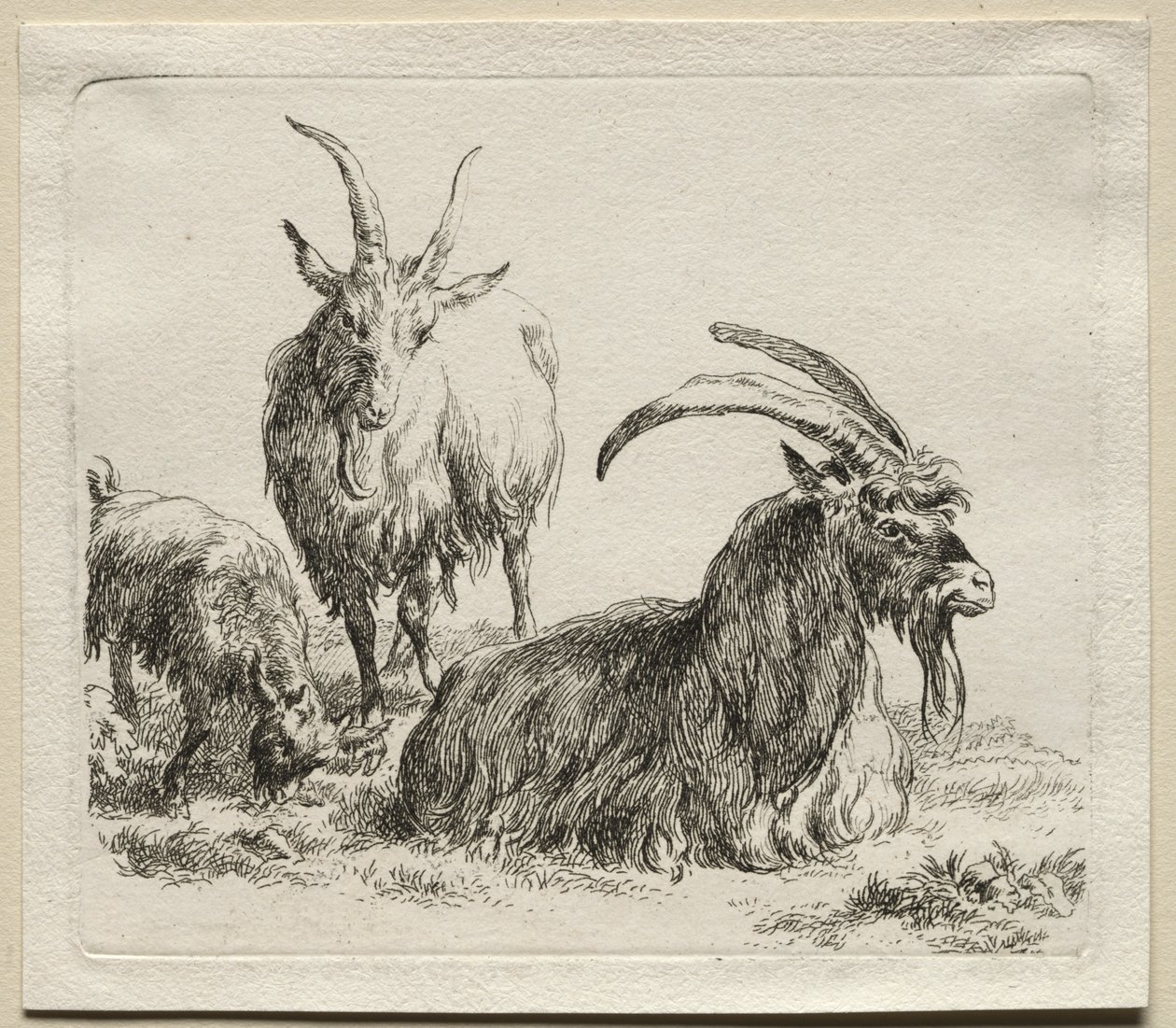 Animalia: Három kecske alkotó: Nicolaes Berchem