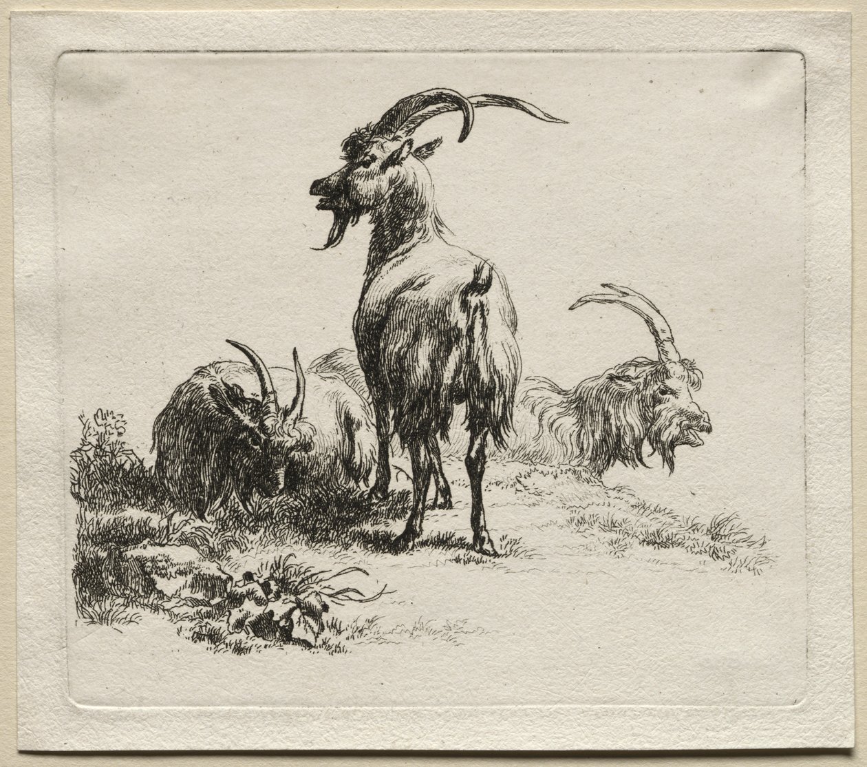 Animalia: Három kecske alkotó: Nicolaes Berchem