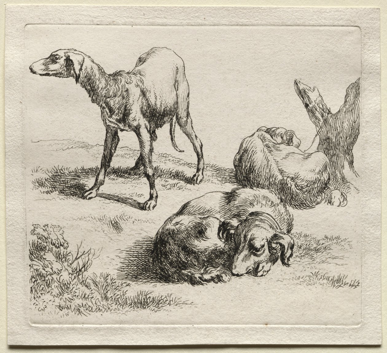 Animalia: Három vadászkutya alkotó: Nicolaes Berchem