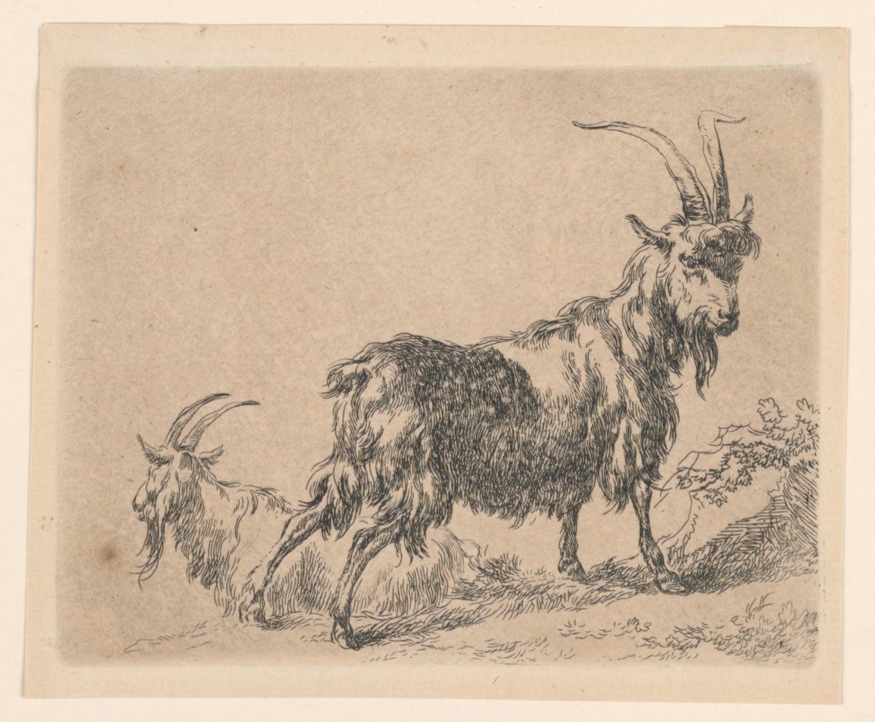 Két kecske, Berchem "Animaliájából" (Állatok) alkotó: Nicolaes Berchem