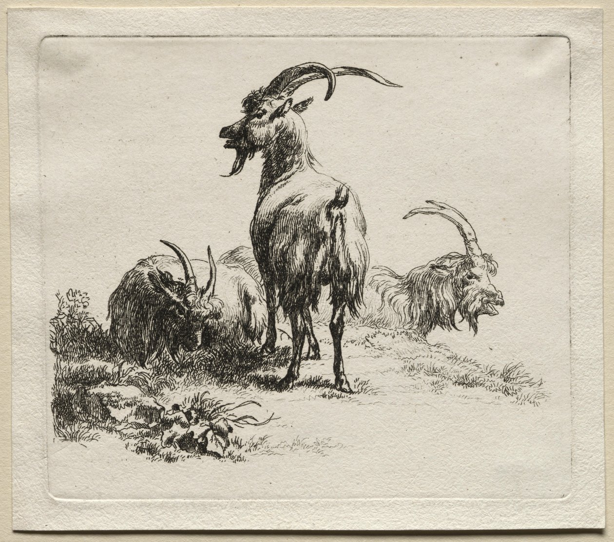 Három kecske. alkotó: Nicolaes Pietersz. Berchem