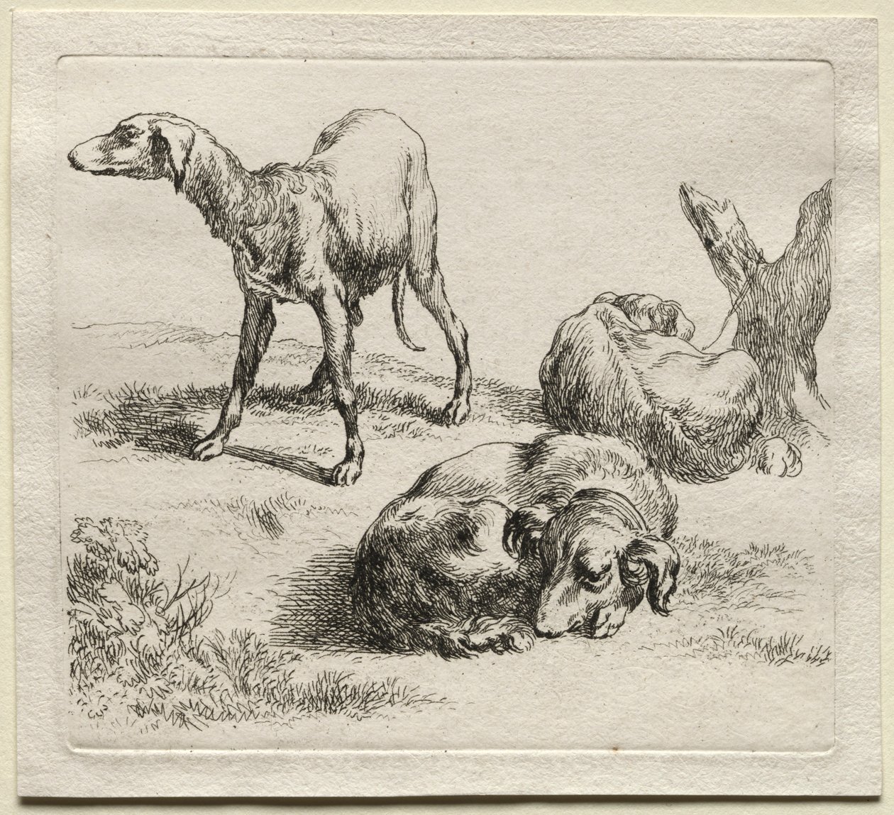 Három vadászkutya. alkotó: Nicolaes Pietersz. Berchem