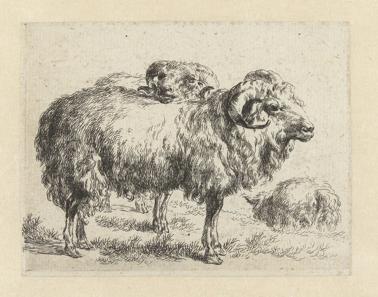 Twee rammen en een schaap Schapen (sorozat címe) Az erős levegő által életre keltett és vízbe nyomott állatok a Nicolai Berchem Stúdió és Művészet által (sorozat címe) alkotó: Nicolaes Pietersz Berchem