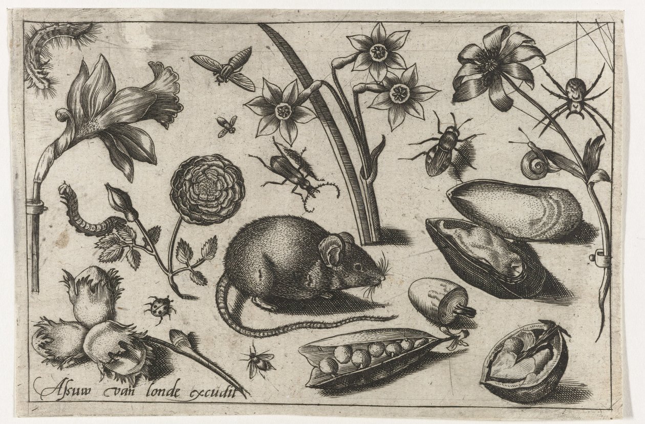 Virágok, egér, rovarok és kagyló Madarak, virágok, rovarok stb. (sorozat címe) alkotó: Nicolaes de Bruyn (possibly)