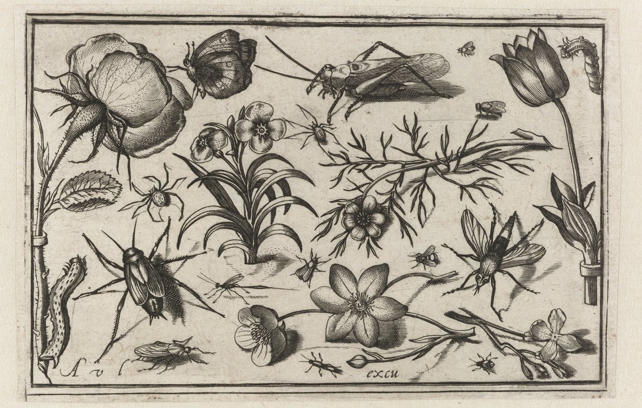 Virágok és rovarok Madarak, virágok, rovarok stb. (sorozat címe) alkotó: Nicolaes de Bruyn (possibly)