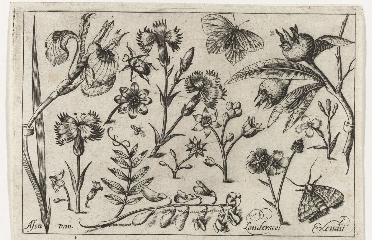 Virágok és pillangók Madarak, virágok, rovarok stb. (sorozat címe) alkotó: Nicolaes de Bruyn (possibly)