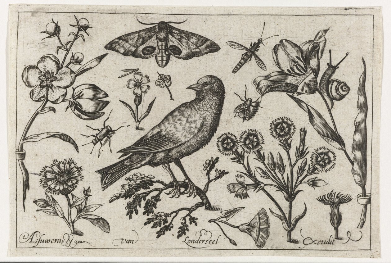 Virágok, rovarok, éjszakai pávaszem és egy varjú Madarak, virágok, rovarok stb. (sorozat címe) alkotó: Nicolaes de Bruyn (possibly)