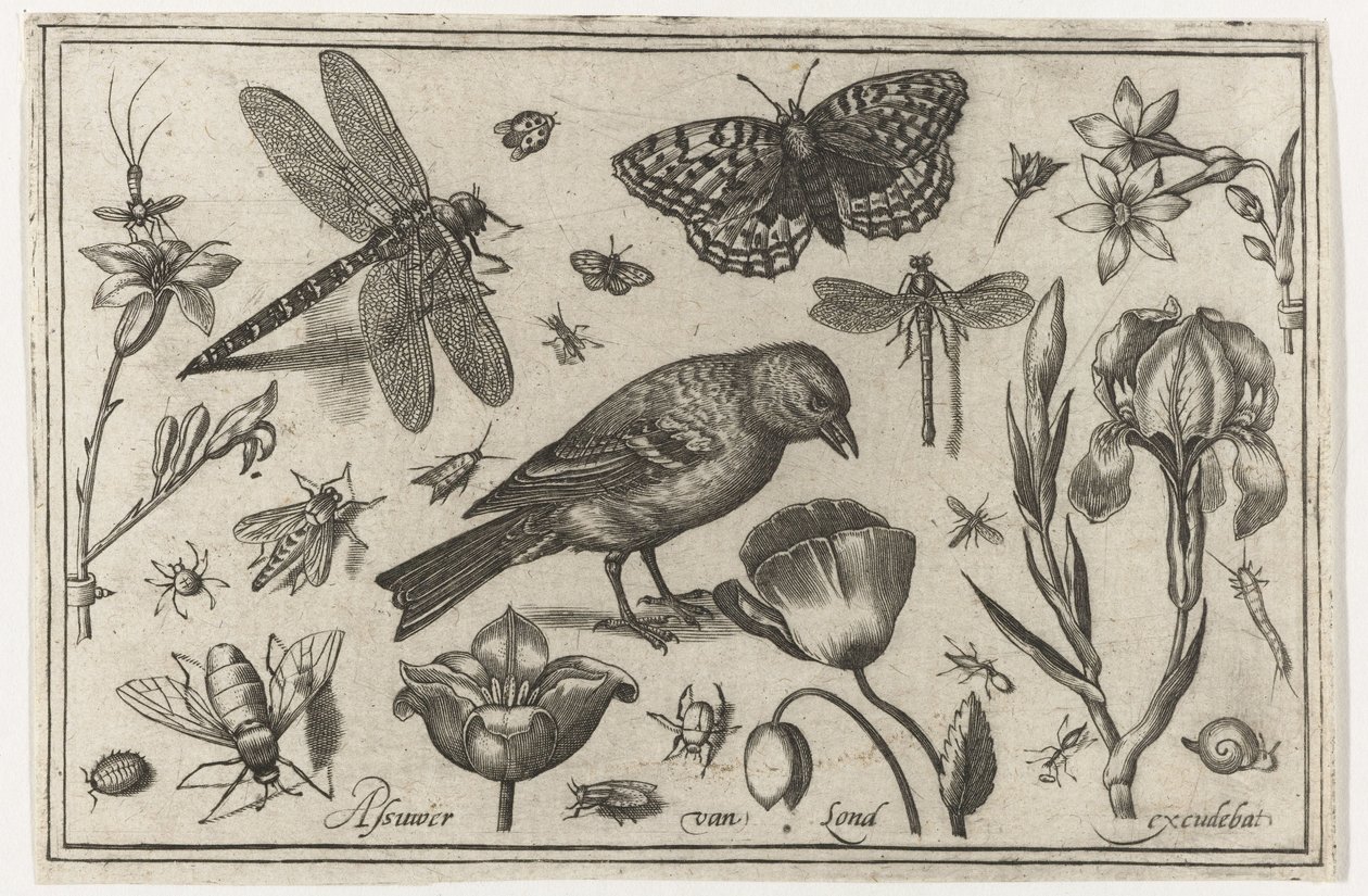 Virágok, szitakötő és madár Madarak, virágok, rovarok stb. (sorozat címe) alkotó: Nicolaes de Bruyn (possibly)
