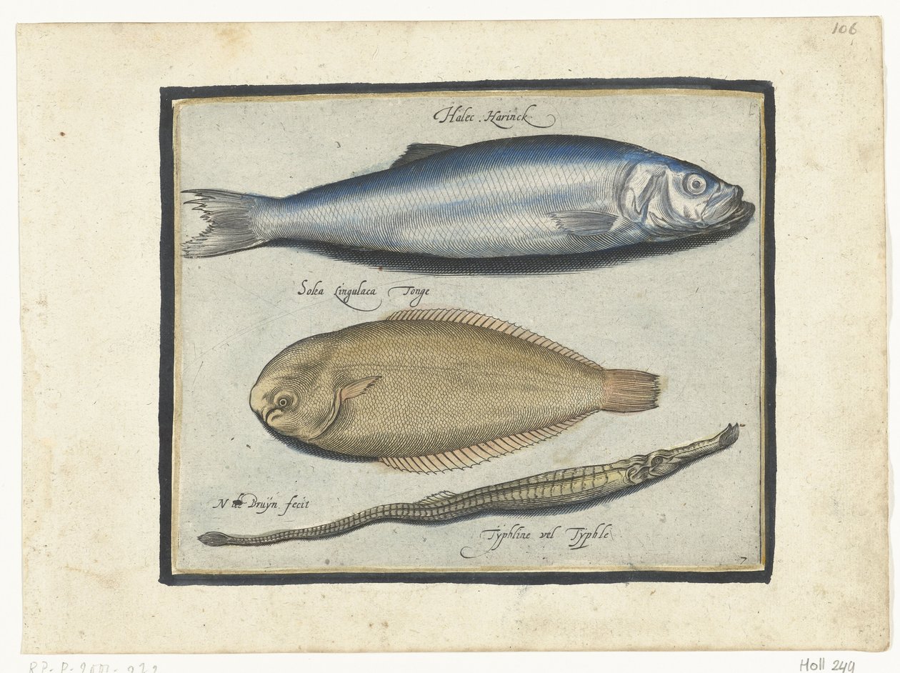 Hering, nyelvhal és pipahal Libelivs miscellaneous Genera piscium complectens (sorozat címe) Édesvízi halak, tengeri halak, békák, rákfélék és tengeri élőlények (sorozat címe) alkotó: Nicolaes de Bruyn
