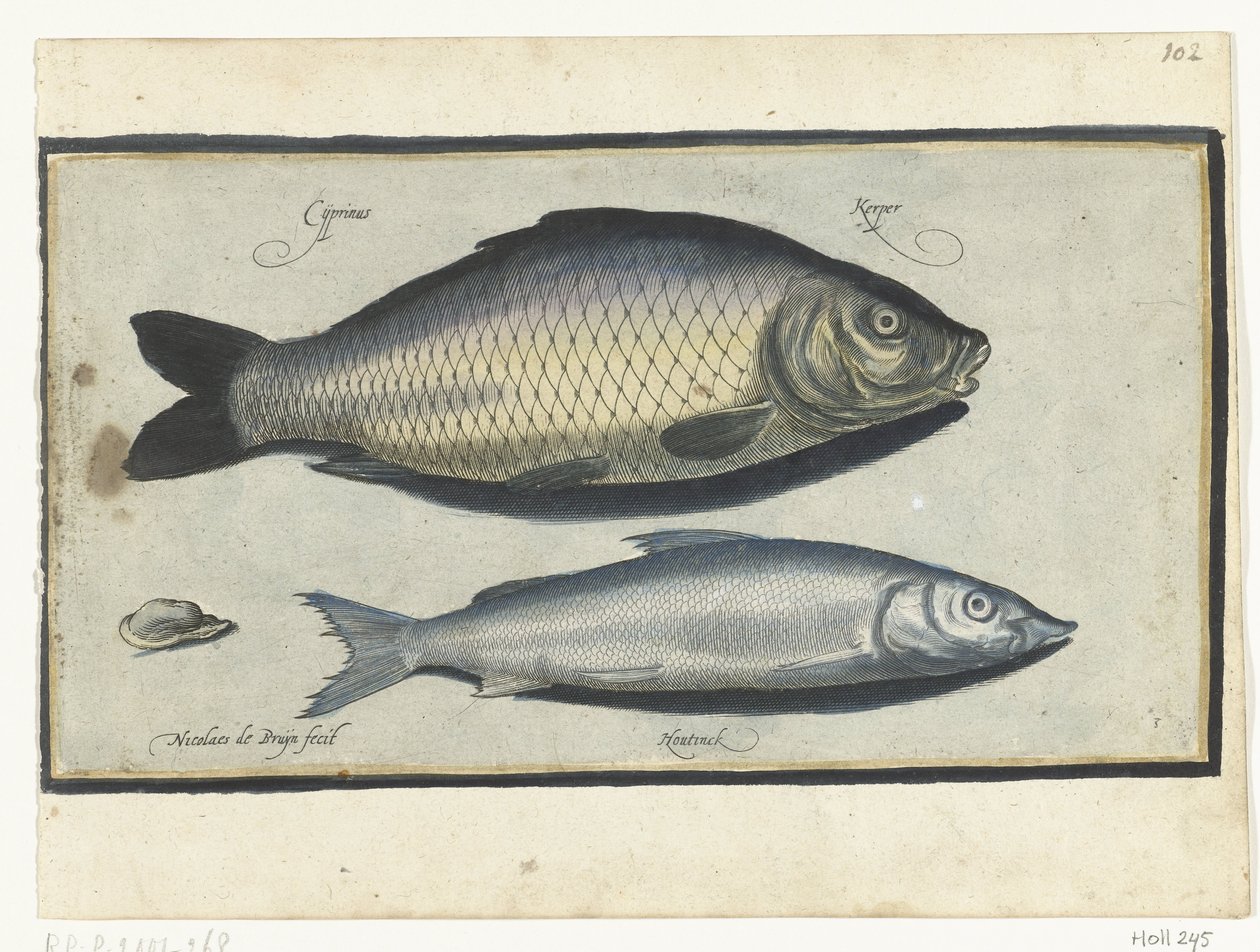 Ponty és Houting Libelivs miscellaneous Genera piscium complectens (sorozat címe) Édesvízi halak, tengeri halak, békák, rákfélék és tengeri élőlények (sorozat címe) alkotó: Nicolaes de Bruyn